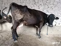 Ng'ombe jike, Ng'ombe — picha 3