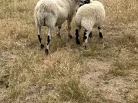 แกะตัวเมีย, Cerry Hill sheep — รูปภาพ 2