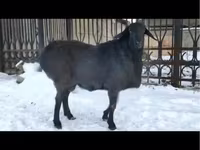 قوچ, گوسفند — عکس 1