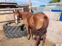 Kuda betina, Horses — foto 1