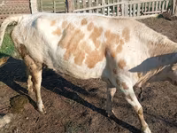 Mucca, Simmental cattle — foto 1