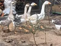 Geese — fotografija 2