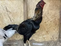 Chickens — फ़ोटो 1