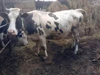 أبقار (دفعة، الجنس غير محدد), Russian Black pied cattle — الصورة 3