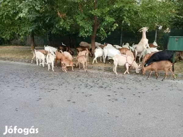 بز ماده, بز