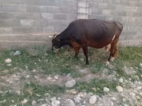 Mucca, Russian Black pied cattle — foto 3