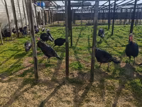 Turkeys — Foto 4