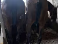 Kůň, Kazakh horse — foto 5