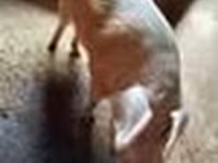 Cinghiale, Maiali — foto 5