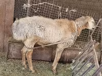 แกะตัวผู้, Arashan sheep — รูปภาพ 6