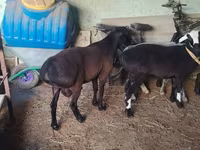 قوچ, Hissar sheep — عکس 3