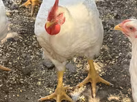 Chickens — عکس 3
