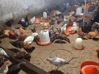 Chickens — عکس 4