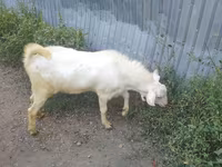 Ged, Beetal goats — foto 7