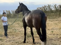 Cavalo, Orlov Trotter — foto 3