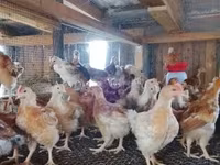 Chickens — Foto 4