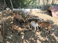 山羊（批次，未指定性别）, Goats — 照片 4