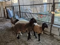 แกะตัวเมีย, Blackheaded Persian sheep — รูปภาพ 3