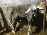 Widder, Rhon sheep — Foto 1