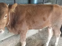 ወንድ በሬ, Simmental cattle — ፎቶ 1