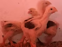 Chickens — акс 2