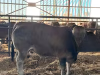 سانڈ, Partenaise cattle — تصویر 3