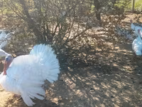 Broad Breasted White — photo 3