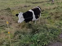 Lo’, Russian Black pied cattle — sawirka 3