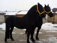 Hengst, Friesian — Foto 8
