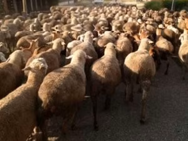 Ram, Sheep — Hungary