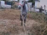 اسب نر, Thoroughbred horse — عکس 4