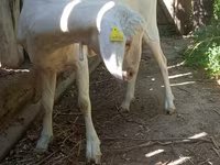 Koza, Nubian Goat — foto 5