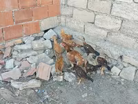 Chickens — zdjęcie 6
