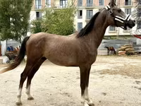 اسب نر, Arabian horse — عکس 1