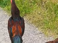Chickens — foto 3