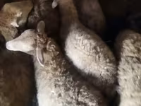 Biri-biri betina, Sheep — foto 2