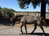 Kobyła, Rocky Mountain Horse — zdjęcie 7