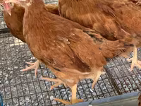 Chickens — 1 зураг