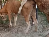 گاو ماده, Simmental cattle — عکس 2