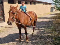 Hingst, Heste — foto 3