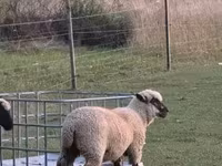 گوسفند (گروه، جنسیت مشخص نشده), White Suffolk sheep — عکس 5