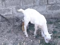 بکری, Saanen goat — تصویر 3