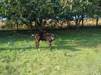Kuh, Simmental cattle — Foto 3