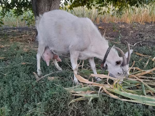 Goat, Goats — Moldova