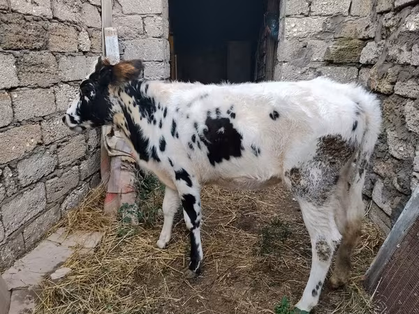 Bò cái, Russian Black pied cattle