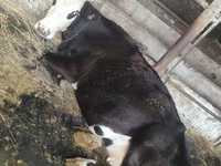雌牛, Russian Black pied cattle — 写真 1
