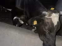 Krava, Russian Black pied cattle — foto 5