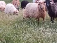 Vædder, Racka sheep — foto 1
