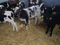 گاو و گوساله (گروه، جنسیت مشخص نشده), Russian Black pied cattle — عکس 3
