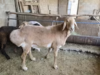 Widder, Arashan sheep — Foto 3